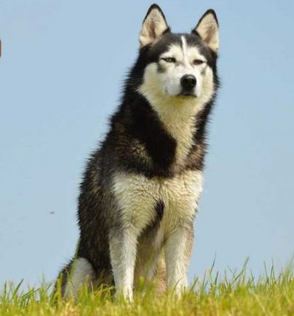 Cách huấn luyện chó Husky trở thành một chàng “HOT BOY”