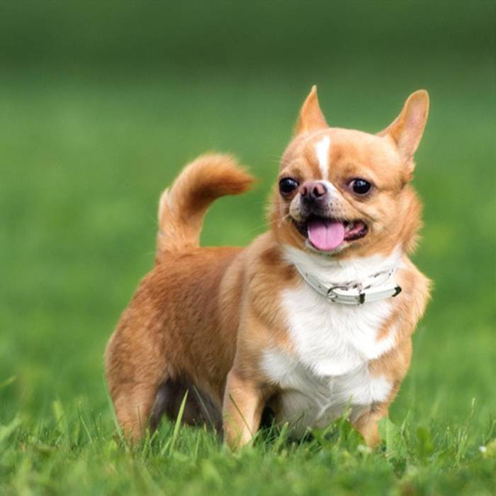 Trọn-bộ-huấn-luyện-chó-Chihuahua
