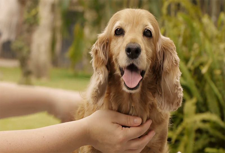 4 nguyên tắc về kinh nghiệm chăm sóc chó hiệu quả