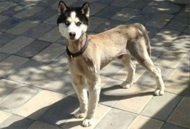 Chó Husky bị ghẻ thì phải làm sao? » Tạp Chí Chó Kiểng Việt Nam| chokieng.com