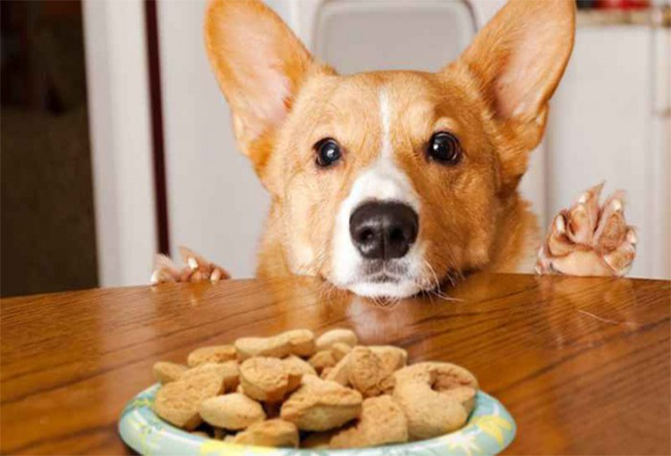 Chế độ ăn cho chó Corgi khoa học thúc đẩy sự phát triển của chó