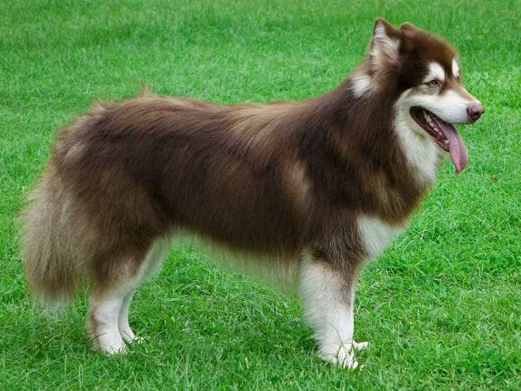 Tiêu chuẩn của chó Alaska là gì? Như thế nào là một chú chó Alaska đẹp chuẩn?