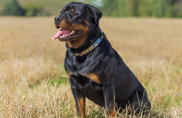 Chó Rottweiler với bộ lông màu đen óng ả
