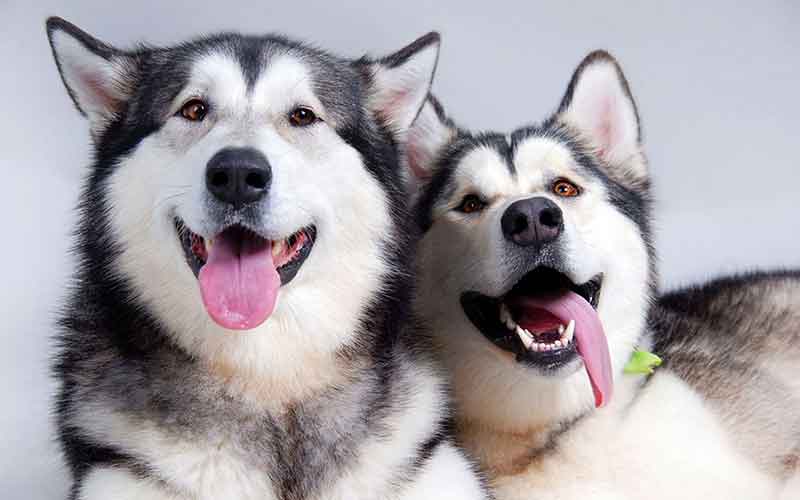 Các bệnh của chó Alaska và cách phòng tránh bệnh hiệu quả (phần 1) » Tạp Chí Chó Kiểng Việt Nam| chokieng.com