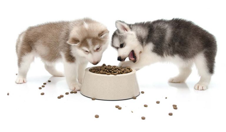 Những chú chó con Alaska đang tranh phần thức ăn của mình