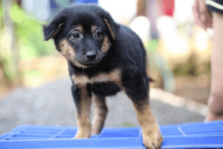 TOP giống chó Rottweiler lai đẹp nhất thế giới
