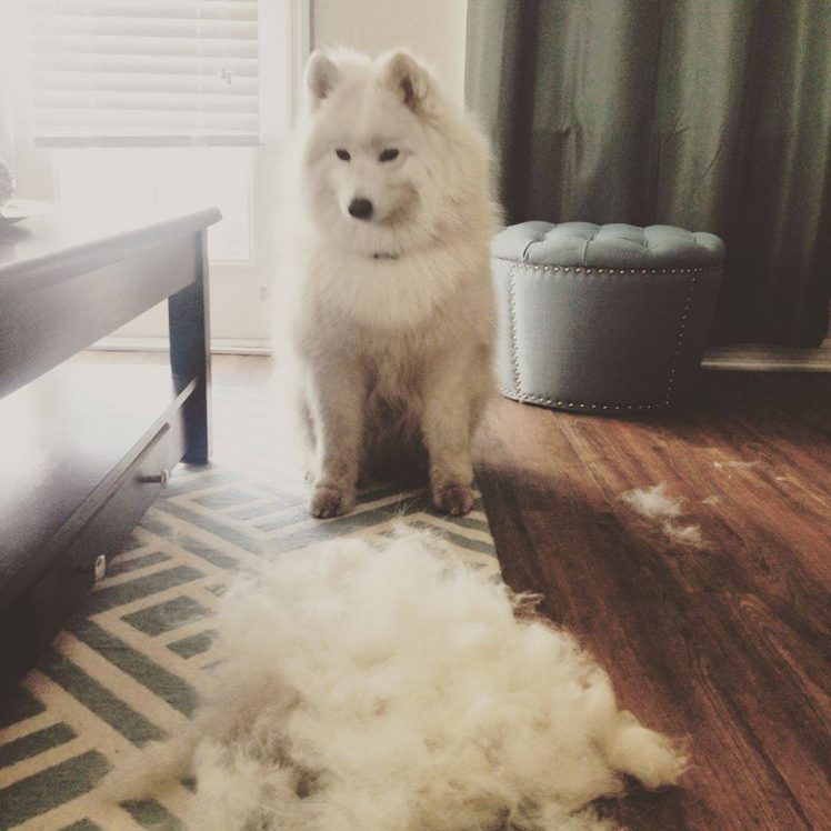 Chó Samoyed bị rụng lông