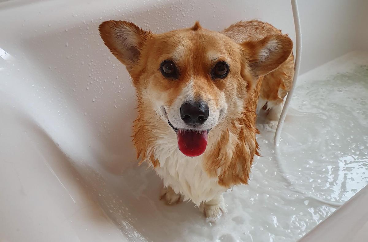 Tắm cho chó Corgi thường xuyên sẽ giúp chúng sạch sẽ và khỏe mạnh hơn