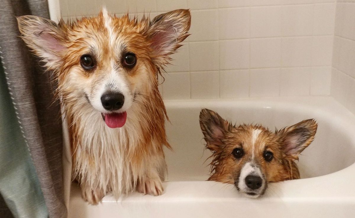 Cần lau sạch người cho chó sau tắm
