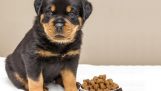 Thức ăn khô cho chó Rottweiler có tốt không?